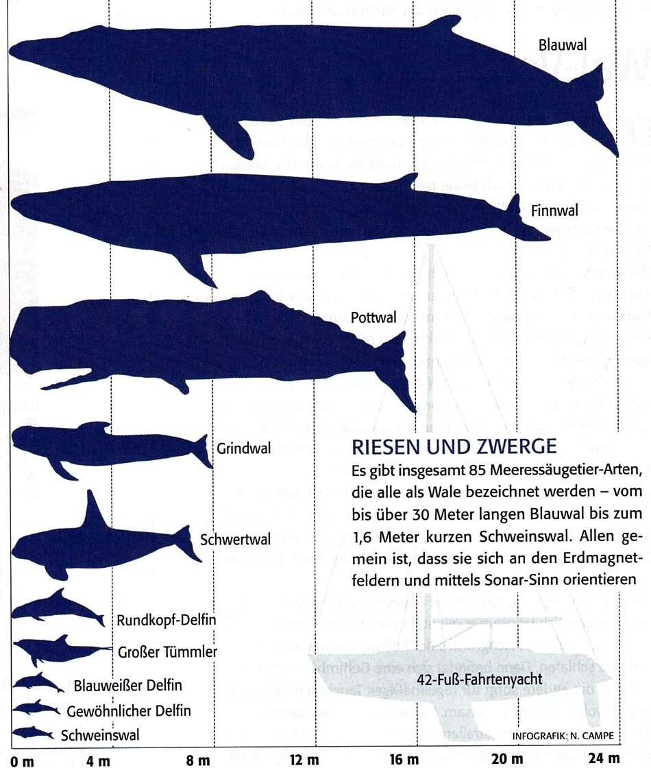 Bild 02 Übersicht Wale Im Grössenvergleich Blue Whale